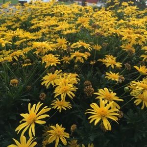 Meet your Posher, Sky